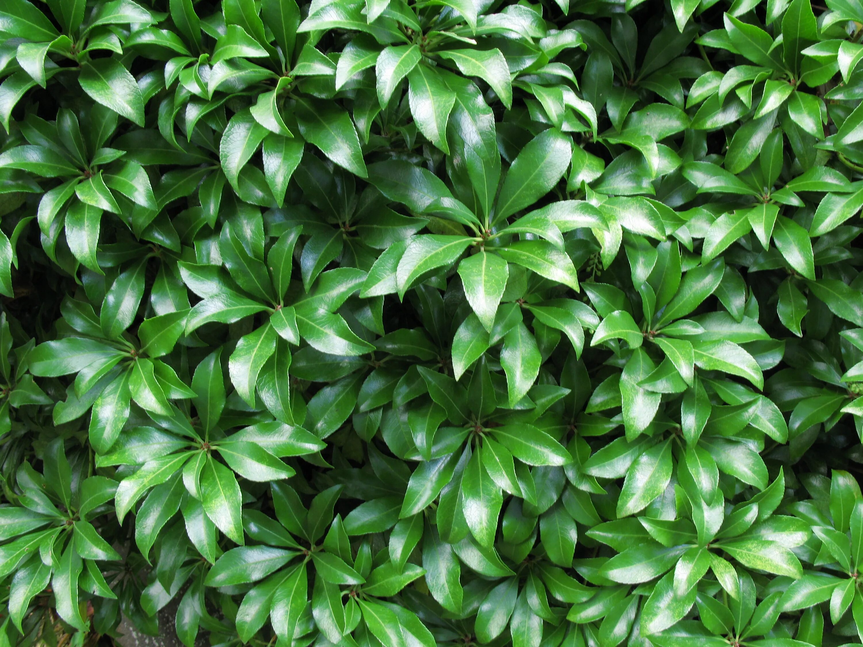 Вечнозеленые лиственные кустарники. Вечнозеленые лиственные кусты. Фикус japonica. Вечнозеленые комнатные растения.