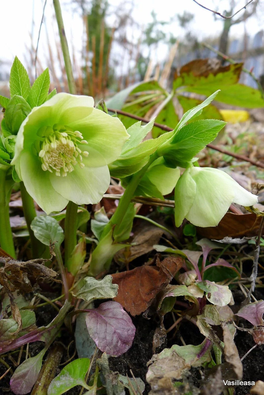 Морозник описание. Морозник геллеборус. Морозник (Helleborus) кавказский. Морозник гибридный. Морозник Лебединое озеро.