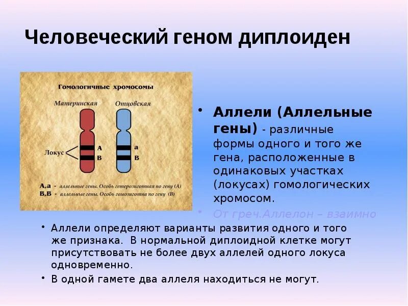 Гены расположенные в одинаковых локусах гомологических хромосом. Аллели одного и того же Гена. Аллельные гены расположены в одной хромосоме одинаковых локусах. Локусы хромосом. Парные гены расположенные в гомологичных