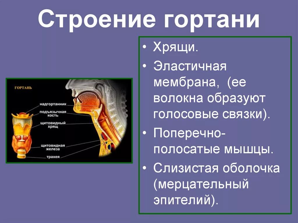 Гортань реферат