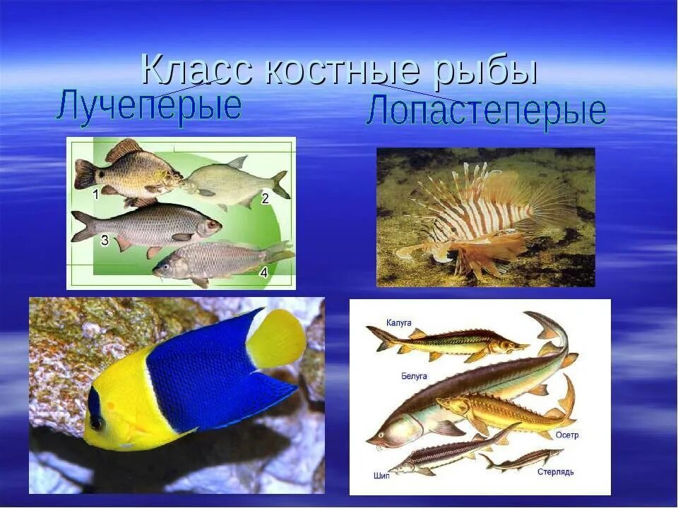 Число костных рыб. Костные рыбы лучеперые отряды. представители костных лучеперых рыб. подкласс костистые рыбы представители. класс костные рыбы.