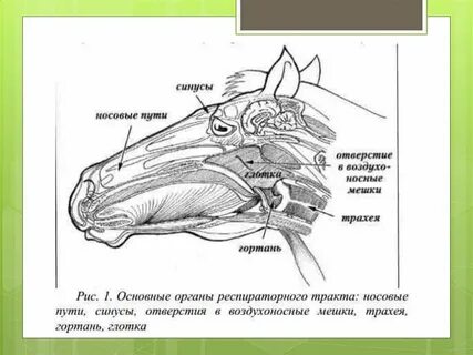 Дыхательные пути животного
