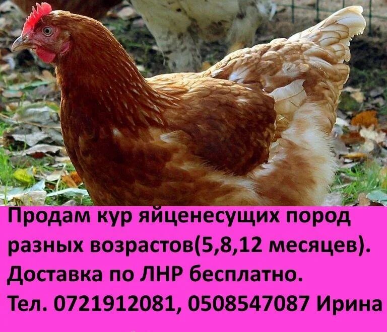 Курица. Породы кур-несушек. Породы курей несушек. Куры несушки лучшие породы.