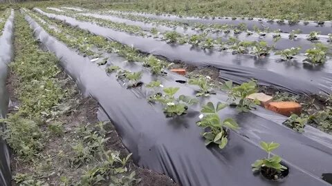 Клубника под спанбондом