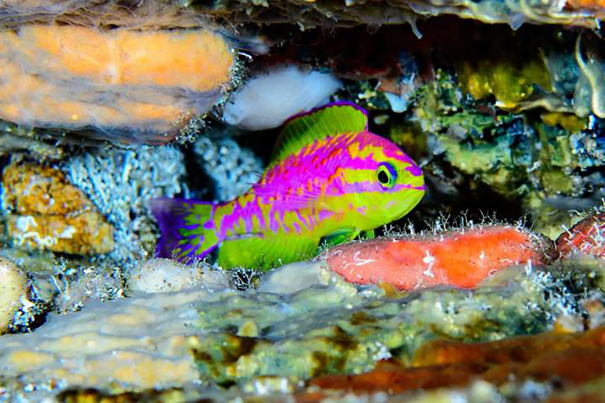 Спинорог пикассо аквариум. Губан сверкающий маккоскера, м /paracheilinus mccoskeri. Рыба fish карточка. Блесна glisser ps13 2г. Флешер стрелка для троллинга.