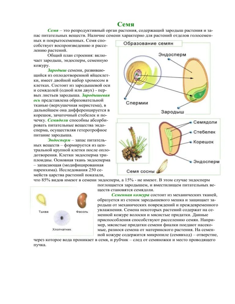 Строение семени покрытосеменных. Семя покрытосеменных растений однодольных. Строение семени гречихи. Строение семени покрытосеменных растений.