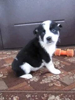 Щенки иваново
