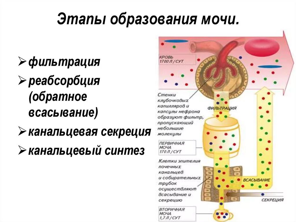 Процесс образования мочи этапы. Этапы мочеобразования компоненты мочи. Механизм образования мочи фильтрация реабсорбция секреция. Фаза образования мочи фильтрация обратное всасывание.