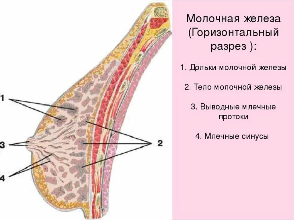 Млечные железы функции. Молочные железы в разрезе. Сагиттальный разрез молочной железы. Молочная железа в разрезе.