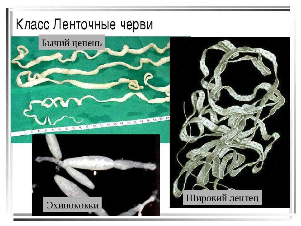 Цепни на латыни. Ленточные черви (цестоды). Паразитические ленточные черви. Ленточный червь бычий цепень. Ленточные черви лентец.