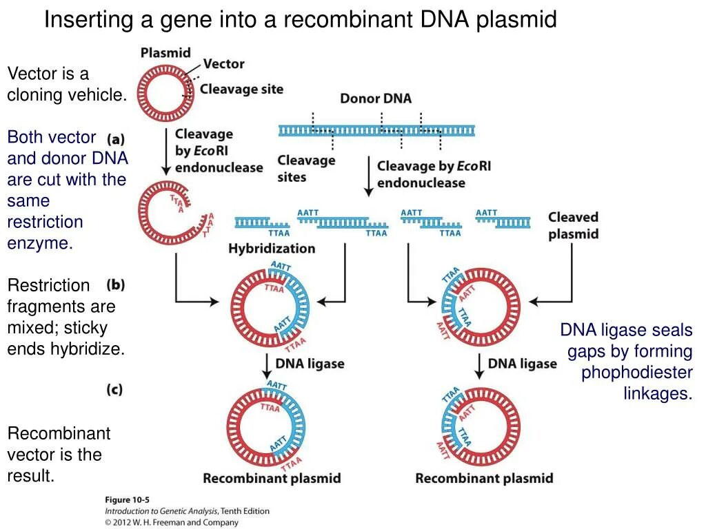 Recombinant DNA. Рекомбинантная плазмида. Plasmid DNA. Recombination of DNA.