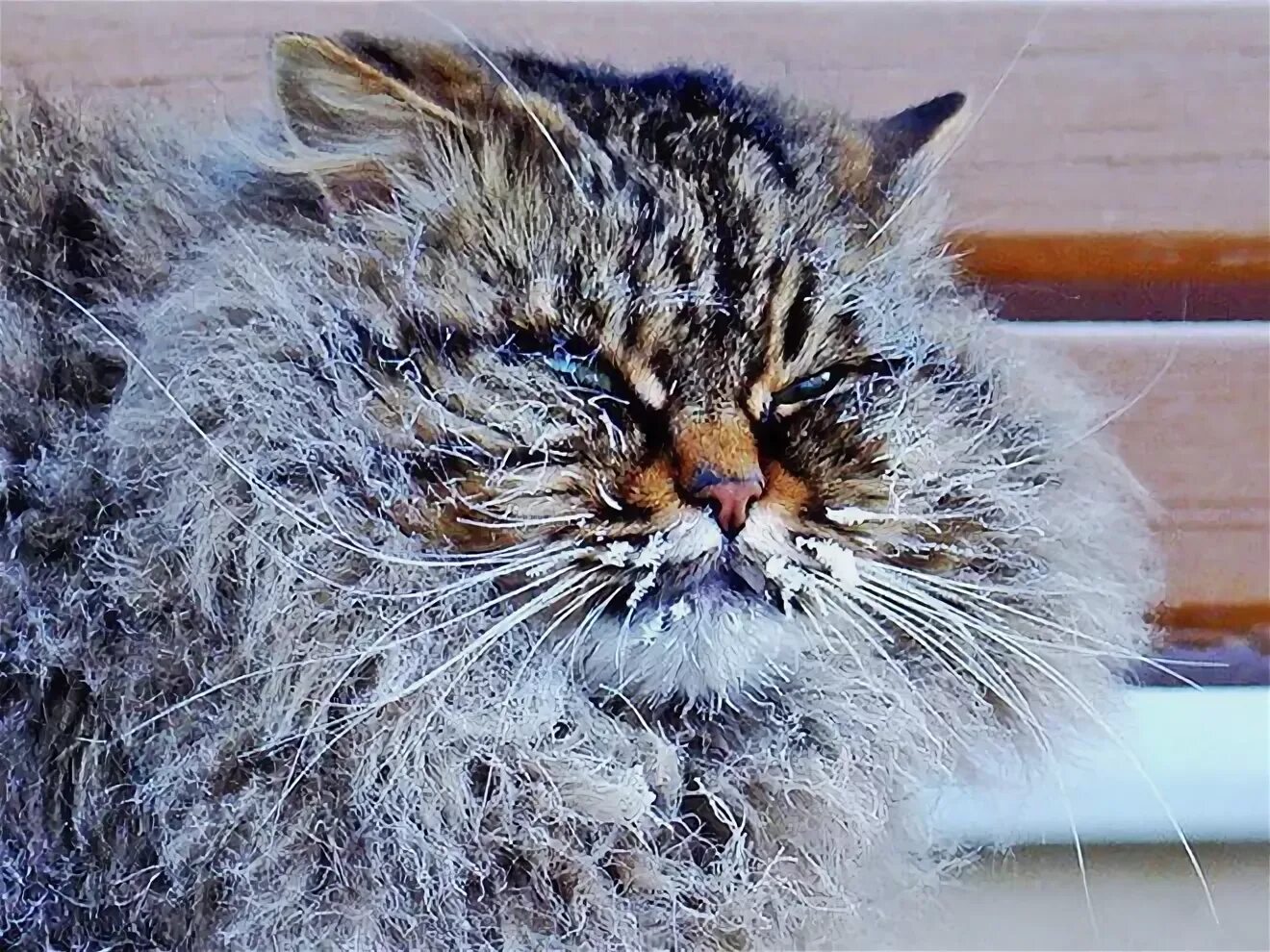 Холодно холодно но ни слушать. Кот замерз. Котик замерз. Кот в инее. Кот Мороз.