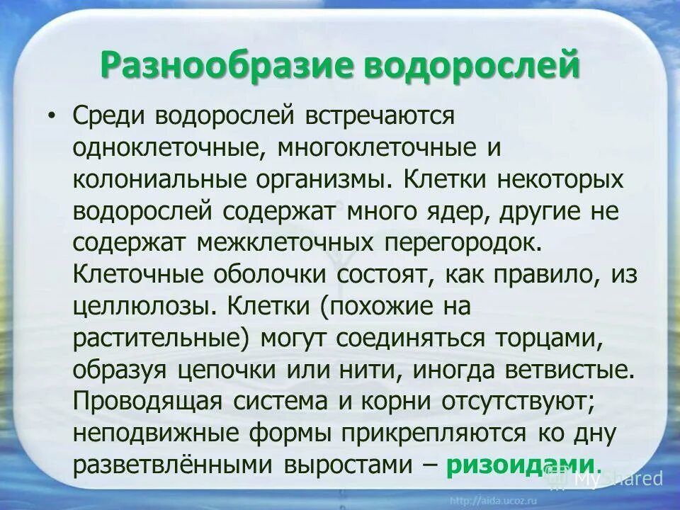 Водоросли их разнообразие. Проект на тему многообразие водорослей. Презентация на тему разнообразие водорослей. Доклад на тему многообразие водорослей.