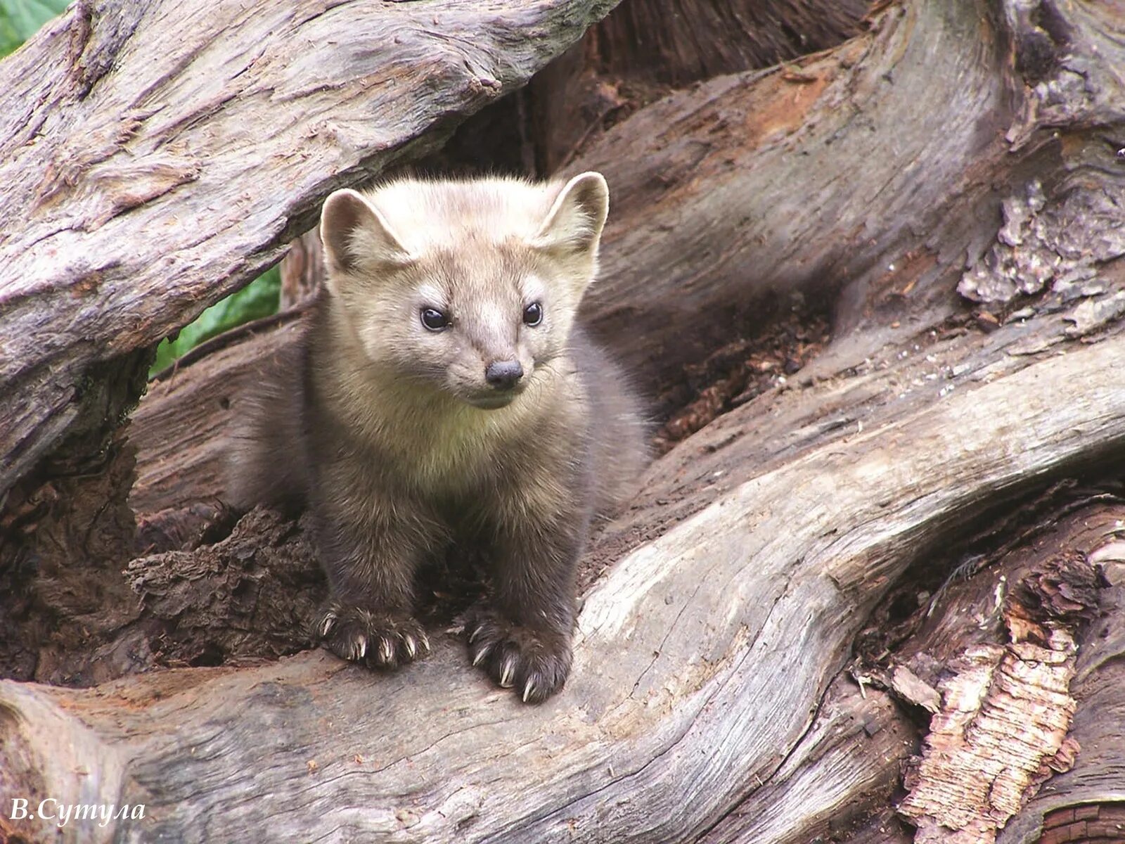 Мадагаскарские виверры эндемики мадагаскара. Байкальский баргузинский соболь. Местная фауна. Горностай (mustela erminea). Солонгой дальневосточная популяция.
