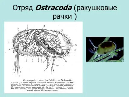 Рачков в б