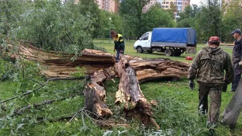 200 деревьев