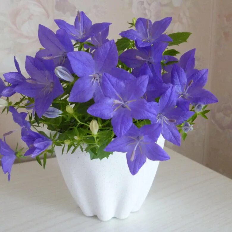 Кампанула ампельная. Кампанула блауранка. Кампанула жених и невеста. Кампанула биколор. Цветок кампанула жених и невеста.