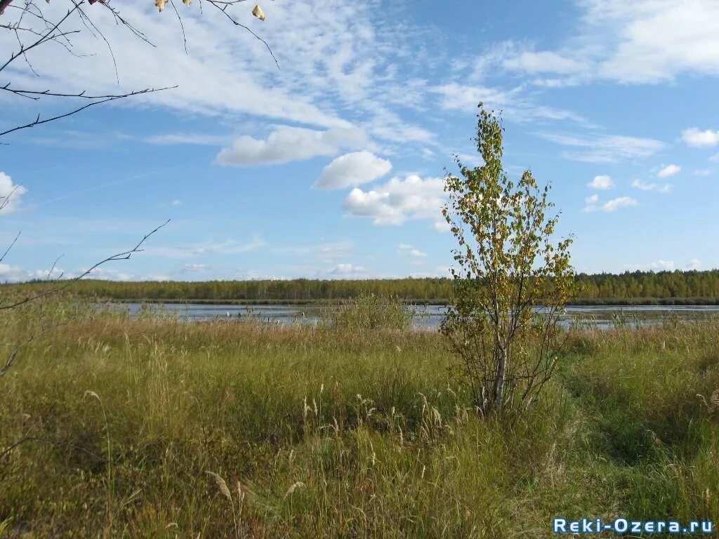 мелководное озеро. лейк генри. фото озера сасықкөл. озеро мелководное ленинградская. мелкое озеро 7.