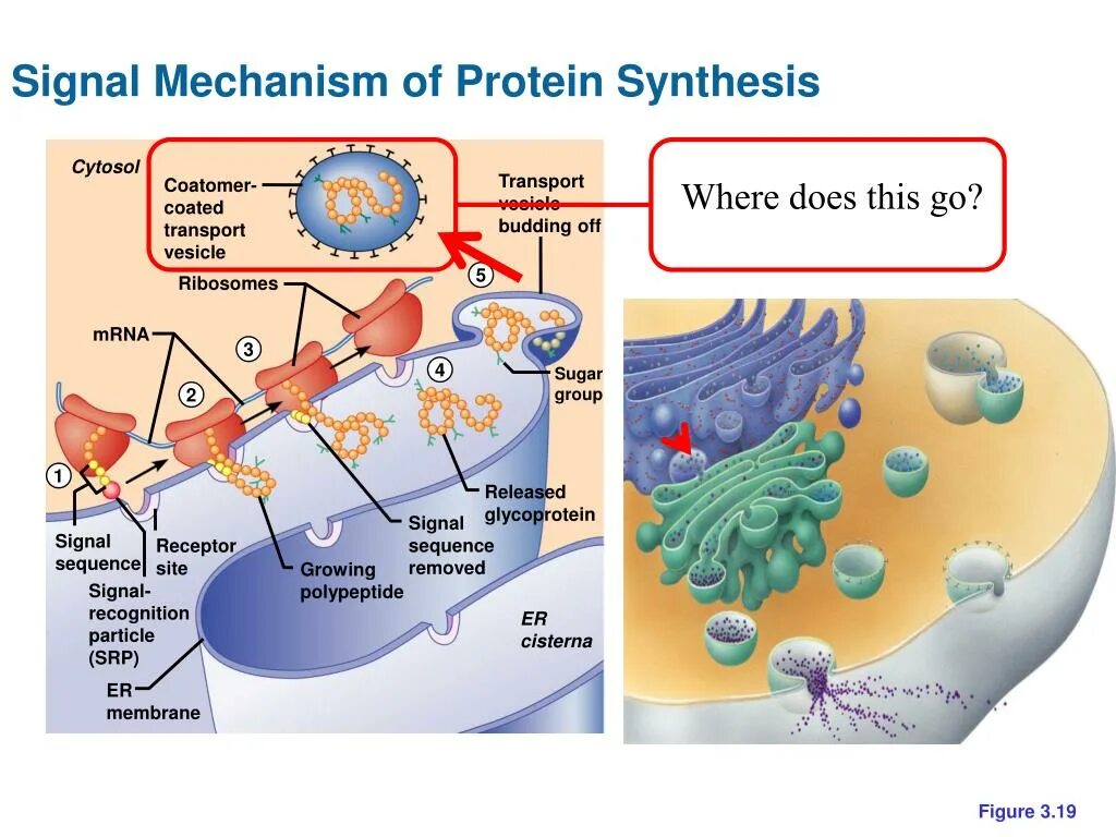 Synthesis advanced. Protein synthesis. synthesis of glycoprotein. цитосол. protein biosynthesis and the genetic code.