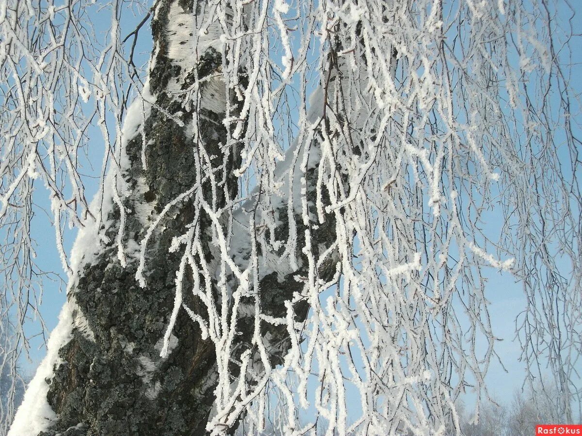 Кружева на снегу. Пушистая снежная бахрома на деревьях и проводах. Снежная бахрома. Снежное кружево как бахрома. Иней на ветках деревьев.