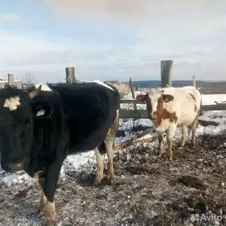 Годовалый бычок