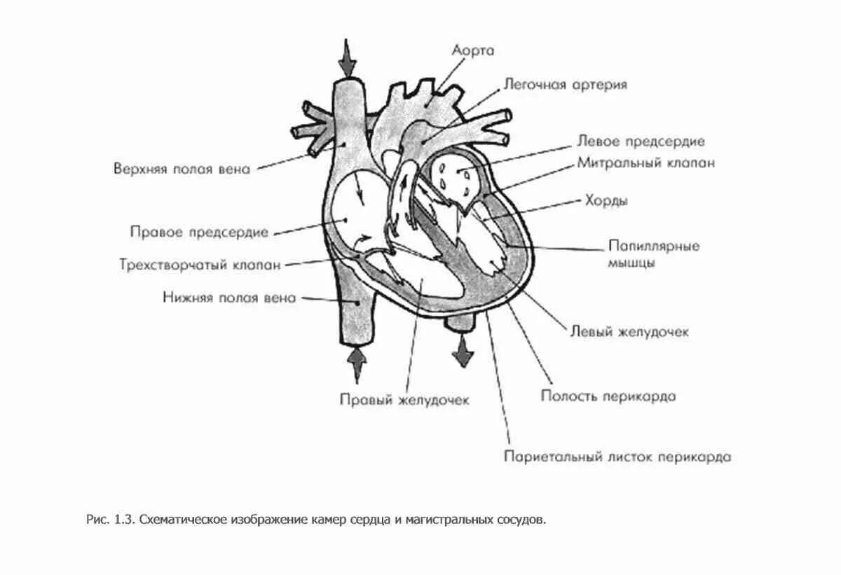 Обозначьте рисунок строение сердца. Строение сердца человека схематично. Строение сердца рисунок с обозначениями. Схема строения сердца рисунок. Сердце схема камеры сосуды клапаны.