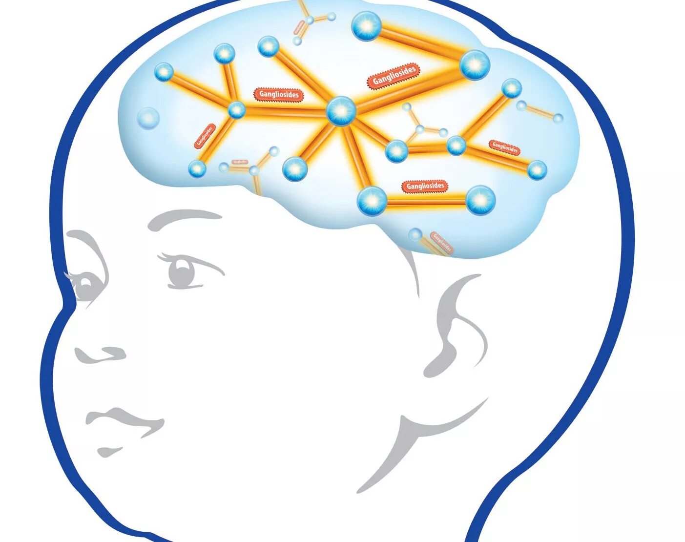 Мозг ребенка. Нейропсихология для детей. Мозг для дошкольников. Развитие мозга ребенка.