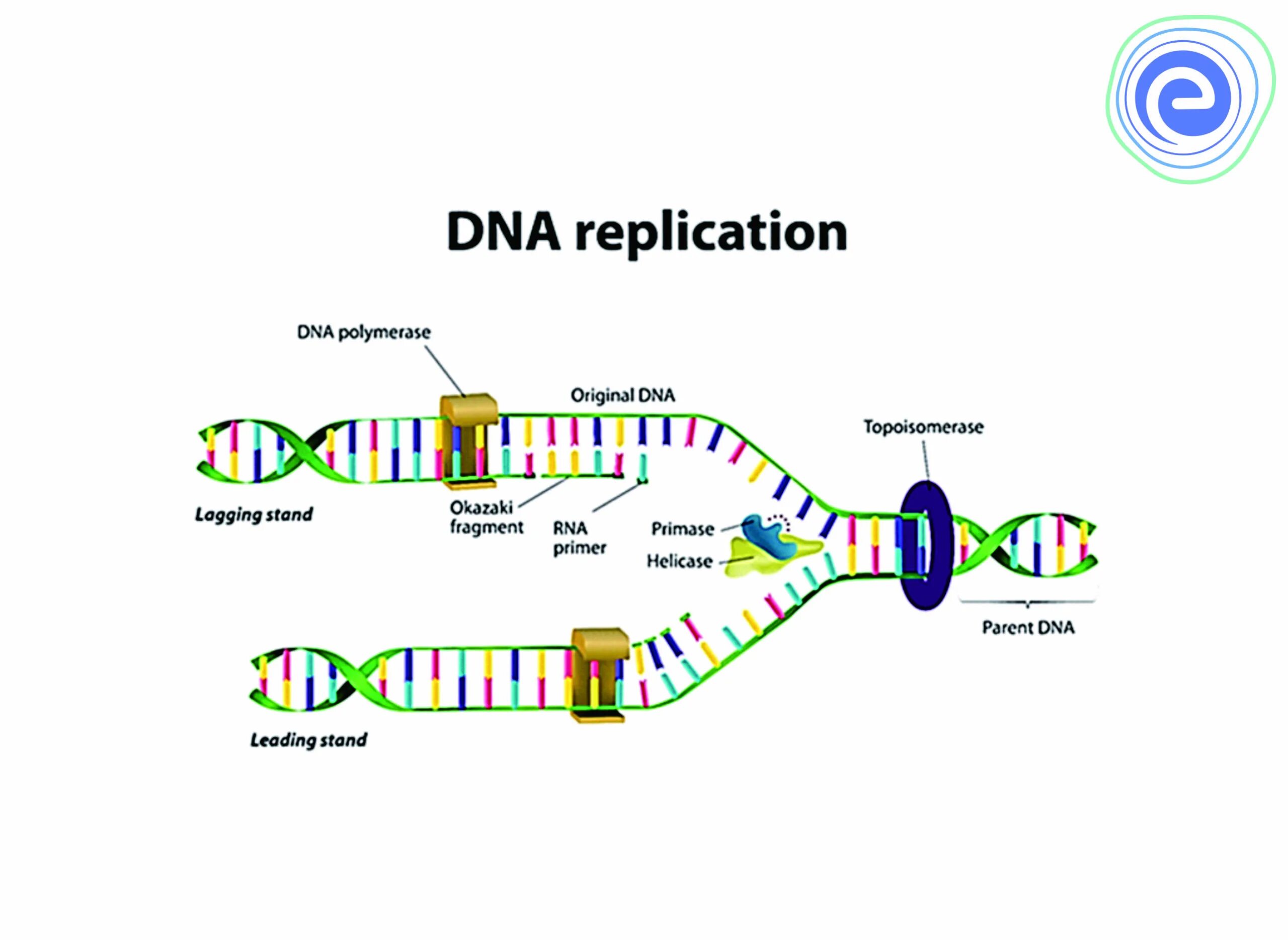 Гипотезы репликации днк. Dna replication elongation. строение и репликация днк. репликация днк схематично. схема репликации днк.