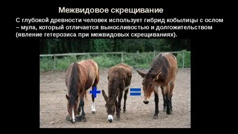 Бесплодные гибриды