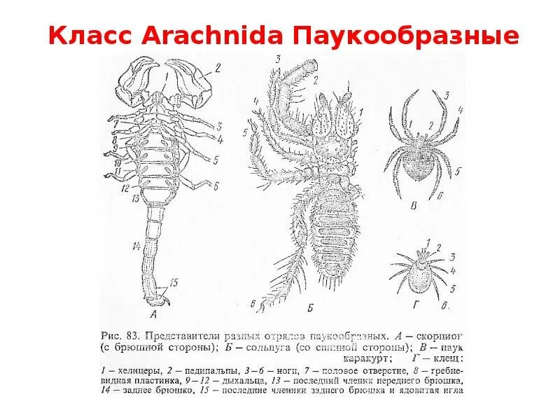 Тест паукообразные 7 класс. Классификация паукообразных схема. Arachnida классификация. Класс паукообразные систематика. Класс паукообразные систематика класса.