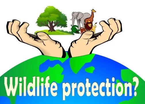 Wildlife protection. Wildlife protection. Wildlife protection. Wildlife protection. Wildlife protection.