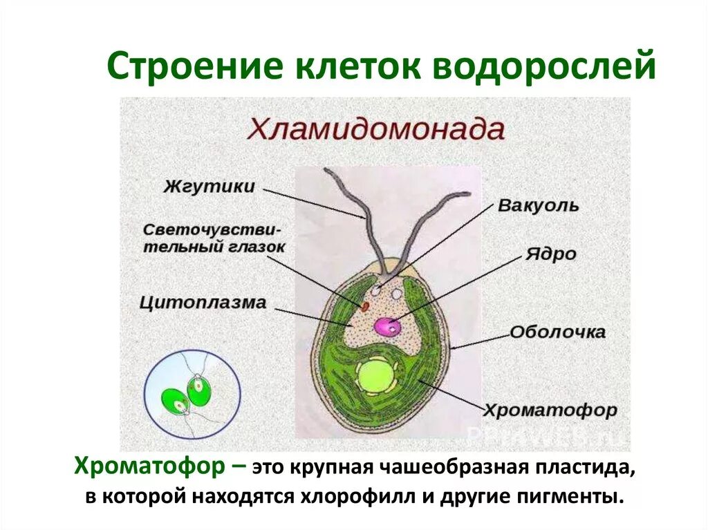 Строение одноклеточной водоросли хламидомонады рисунок. Строение хроматофора у водорослей. Хламидомонада строение рисунок. Строение одноклеточной водоросли хламидомонады.