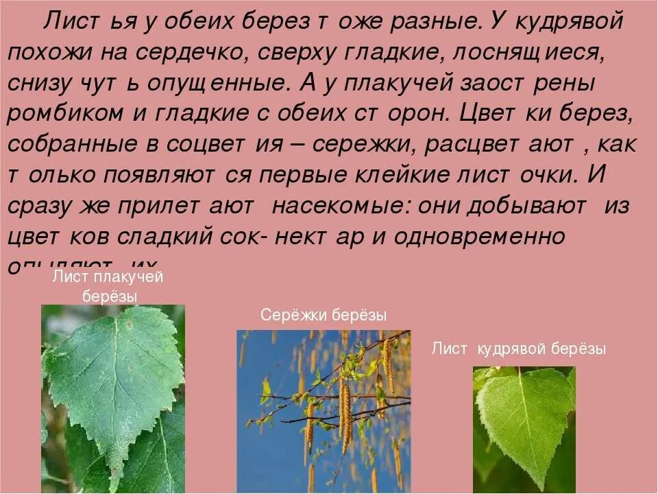 Описание листа березы. Описание березового листа. Описать лист березы. Описание листьев березы.