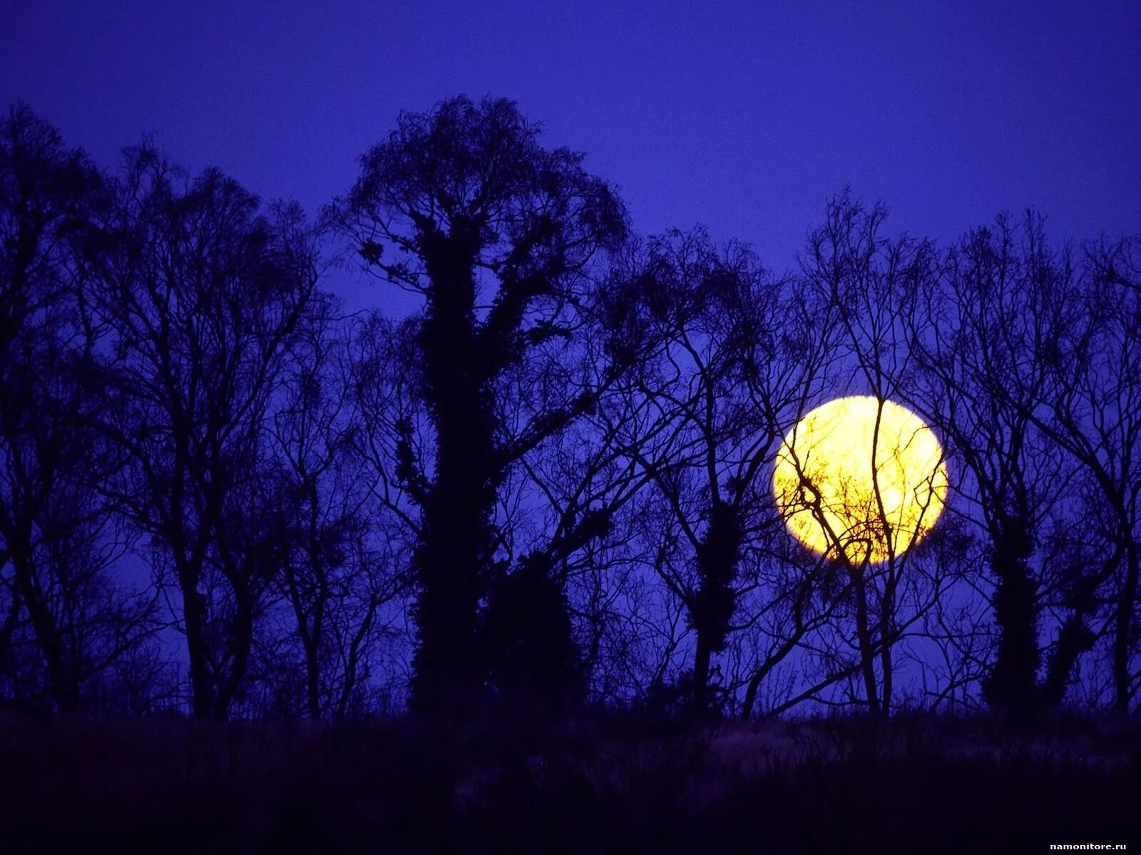 Полнолуние сильный. Желтая Луна. Ночь Луна дерево. Полнолуние. О желтая Луна в ночи.