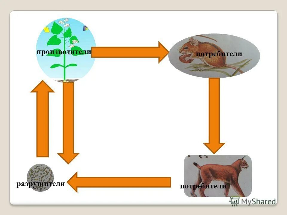 Модель круговорота веществ производители, потребители, разрушители. Модель производители потребители разрушители. Экосистема производители потребители разрушители. Круговорот веществ производители потребители разрушители. Потребители окружающий мир.