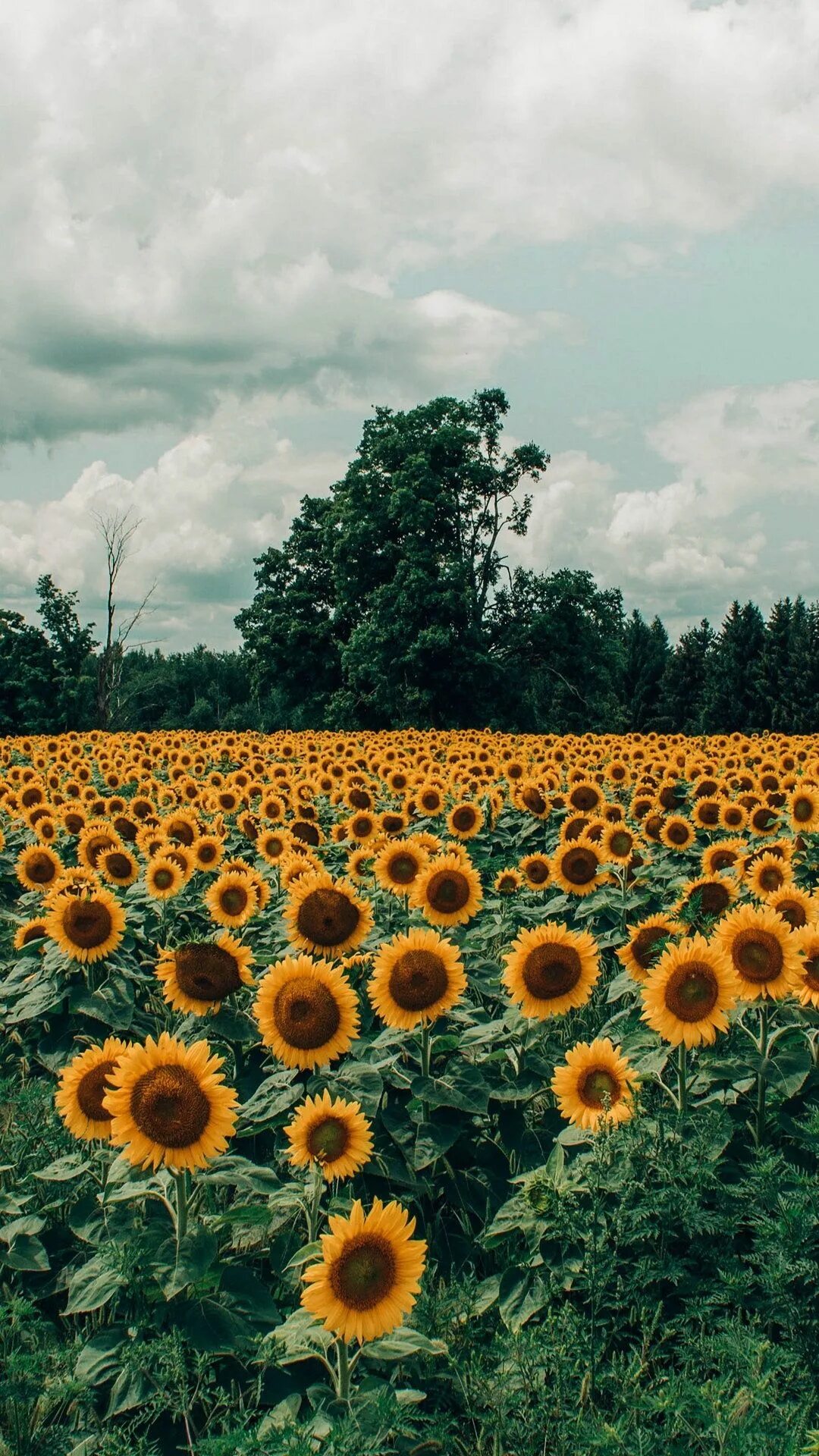 Sunflower - Sunflower Sunflower fields, Sky aesthetic