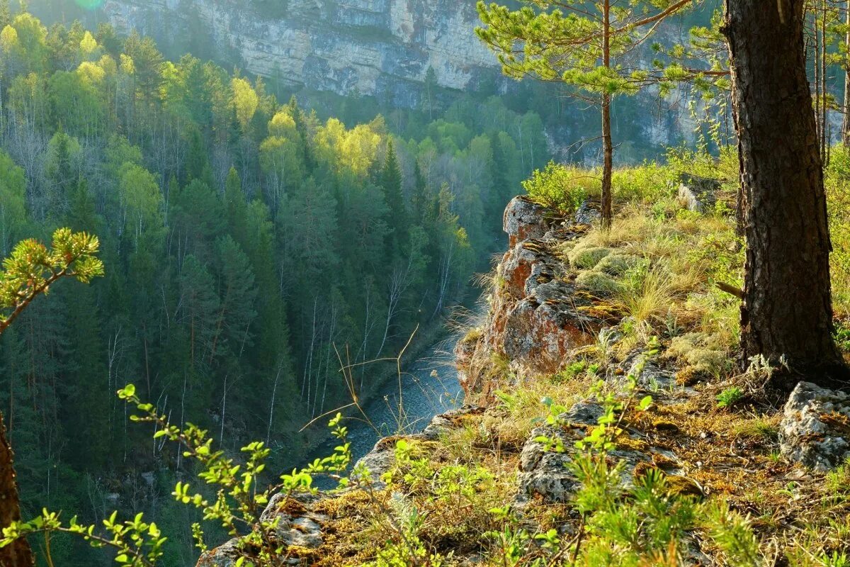 Хвойные урала. Горная Тайга Южный Урал. Лес Южного Урала. Уральские горы сосны Южный Урал. Хвойно широколиственные леса Южного Урала.