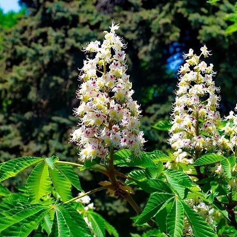 Каштан звуки. Каштаны на крещатике. семена конского каштана. каштан конский дерево. aesculus parviflora каштан конский мелкоцветковый.