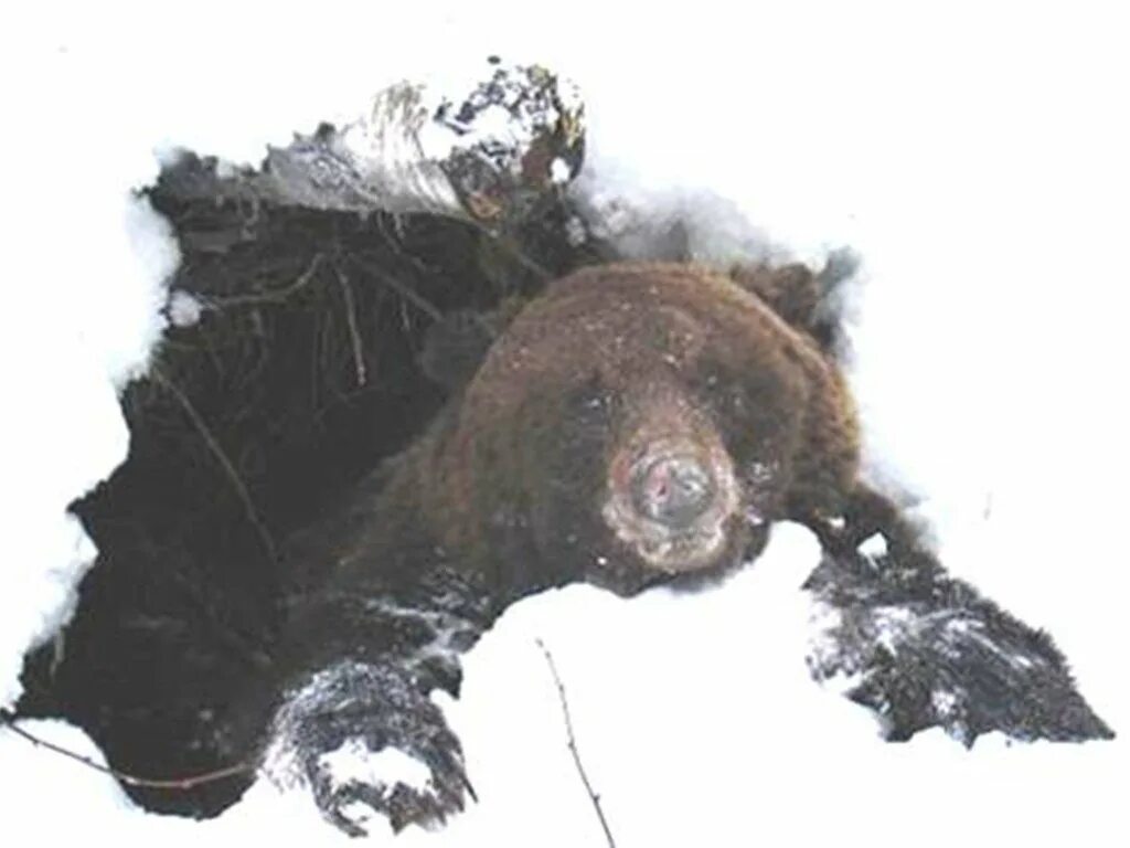 медведь вылезает из берлоги. медведь в берлоге. медведь вылезает из берлоги. медведь вылезает из берлоги. медведь гризли берлога.