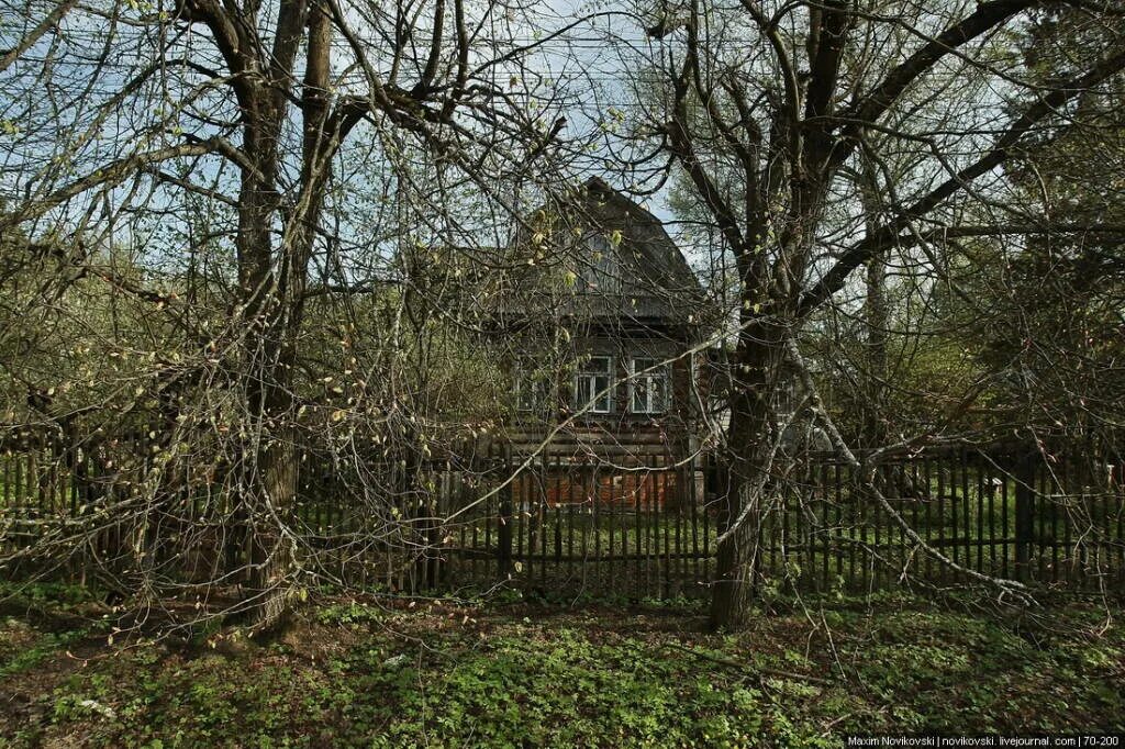 Яблонька в саду заброшенном