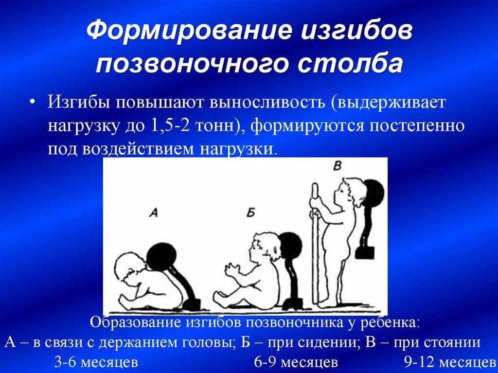 Формирование изгибов позвоночника. Формирование всех изгибов позвоночника к. Формирование изгибов позвоночного столба. Формирование изгибов позвоночника у ребенка. Изгибы позвоночника у детей