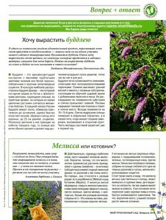 Как обрезать будлею осенью правильно