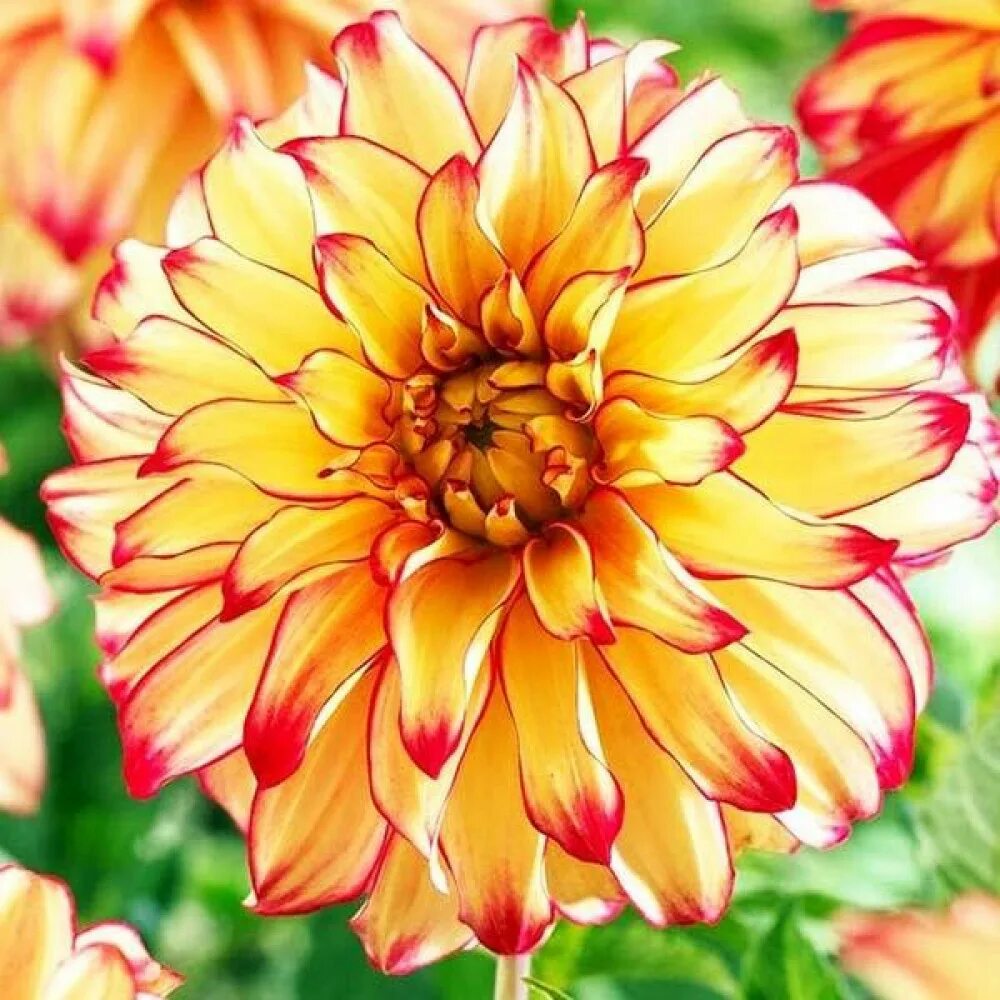 Магазин семена. Цветы семена каталог. Semena by. Semena by. Семена овощей.