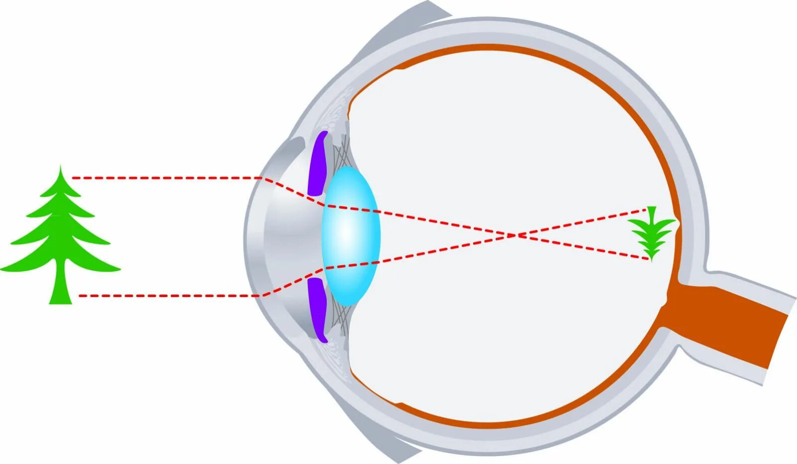 Какое изображение появляется на сетчатке глаза. Оптическая система глаза сетчатка хрусталик. Схема оптической системы глаза. Изображение на сетчатке глаза. Оптическая система глазного яблока.