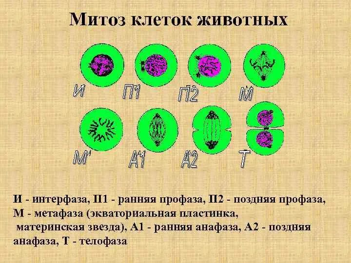 Деление клетки митоз вариант 1