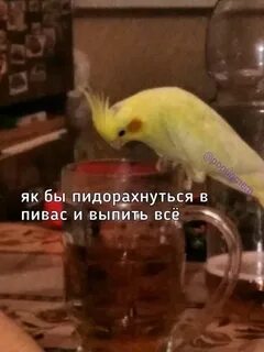 Попугай не пьет