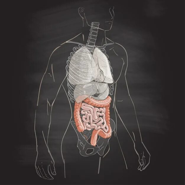 Организм девушки. Внутренний. Внутренние органы наружу. Организм человека изнутри. Анатомия человека внутренние органы 5д.