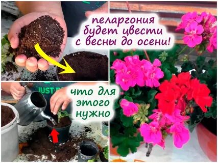 Как часто поливать герань зимой
