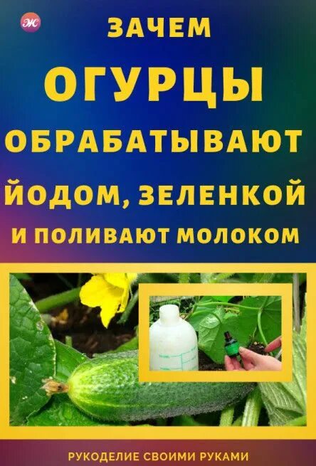 Можно огурцы с молоком. Обработка огурцов молоком с йодом. Полить огурцы молоком с йодом. Подкормка огурцов молоком и йодом. Йод и молоко для огурцов.