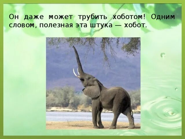 Хоботом как проверить о